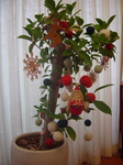 christmastree.jpeg