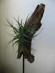 driftwood.jpg