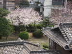 hanami.jpeg