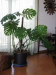 monstera.jpg