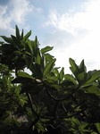 okinawa2009.12.jpg