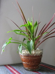 ryukyuplant.jpeg